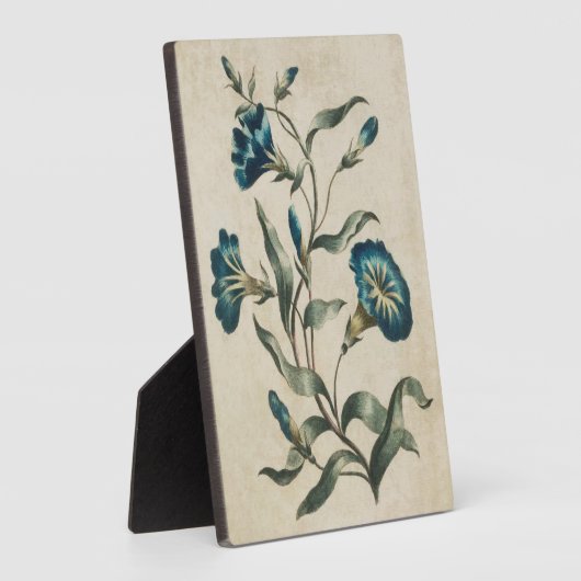 Vintager botanischer Blumenkonvolvulus Fotoplatte (Seite)