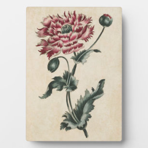 Vintager Botanischer Blumenmohn Fotoplatte