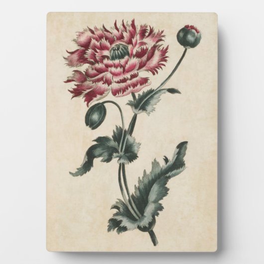 Vintager Botanischer Blumenmohn Fotoplatte (Vorderseite)
