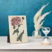 Vintager Botanischer Blumenmohn Fotoplatte (Seite)