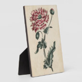 Vintager Botanischer Blumenmohn Fotoplatte (Seite)