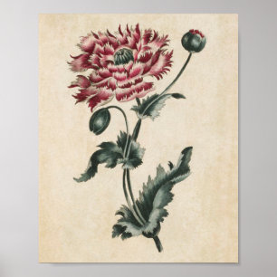 Vintager Botanischer Blumenmohndruck Poster