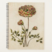 Vintager Botanischer Blumenranunculus Planer (Vorderseite)