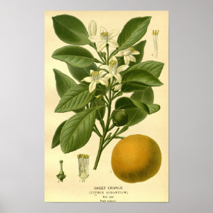 Vintager botanischer Blumenstrauß Orangenfrucht Poster