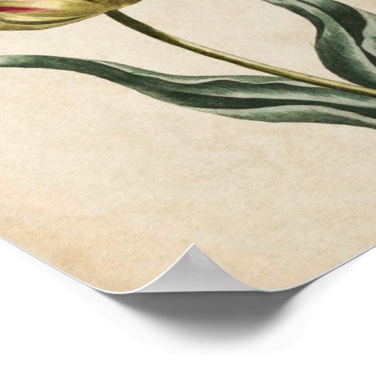 Vintager botanischer Blumenstrauß Poster (Ecke)