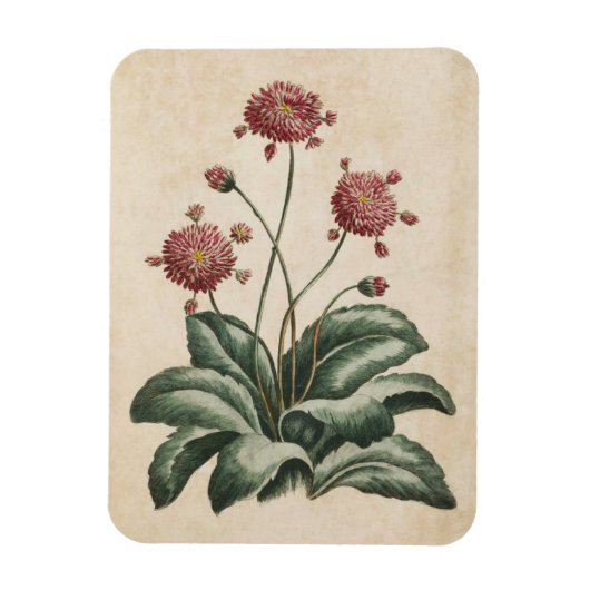 Vintager botanischer Blumenzauber Magnet (Vertikal)