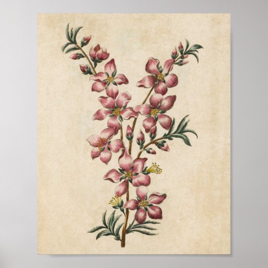 Vintager botanischer Blütenblättriger Blossom Poster (Vorne)
