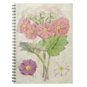 Vintager botanischer Carmin-Chinesischer Primrose Notizblock