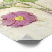 Vintager botanischer Carmin-Chinesischer Primrose Poster (Ecke)