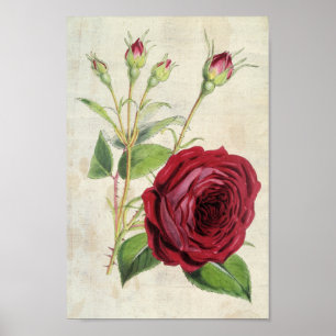 Vintager botanischer Comte de Falloux Rose Poster