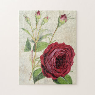 Vintager botanischer Comte de Falloux Rose Puzzle