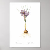 VINTAGER BOTANISCHER "CROCUS" REDOUTÉ POSTER (Vorne)