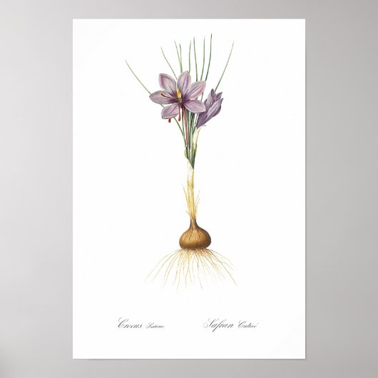 VINTAGER BOTANISCHER "CROCUS" REDOUTÉ POSTER (Vorne)