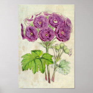Vintager botanischer Doppelfüßler Poster