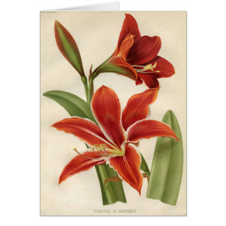Vintager botanischer Druck - Amaryllis