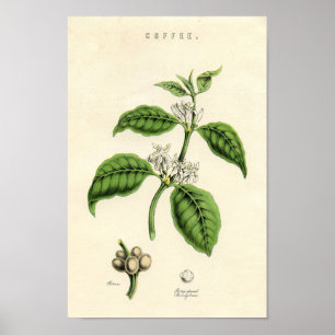 Vintager botanischer Druck - Kaffee Poster