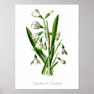 Vintager botanischer Druck Snowdrops u. Poster