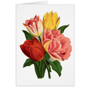 Vintager botanischer Druck - Tulpen
