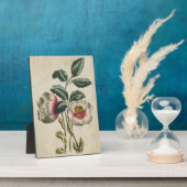 Vintager Botanischer Flora Hellebore Fotoplatte (Seite)