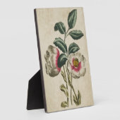 Vintager Botanischer Flora Hellebore Fotoplatte (Seite)