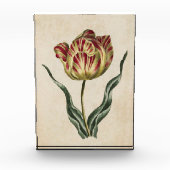 Vintager botanischer Flora-Tulip Fotoblock (Vorderseite)