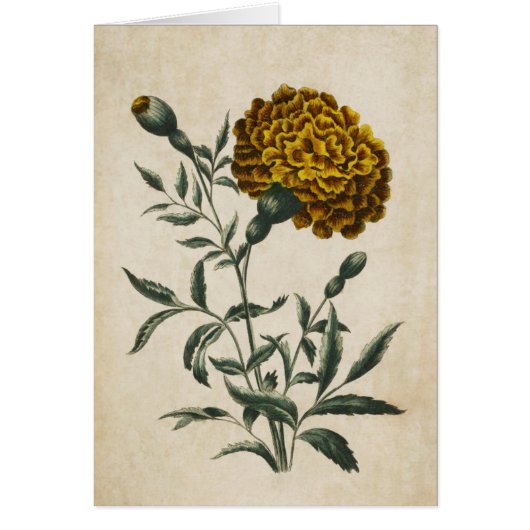 Vintager botanischer Floral African Marigold (Vorne)