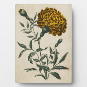 Vintager botanischer Floral African Marigold Fotoplatte