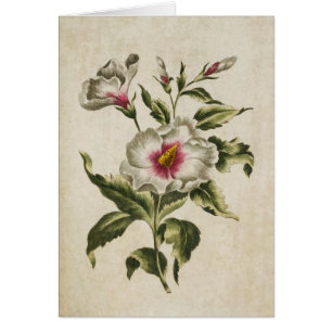 Vintager botanischer Floral Althea Frutex