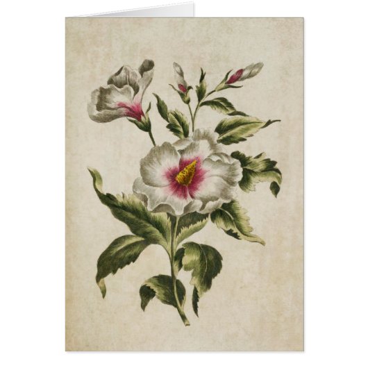 Vintager botanischer Floral Althea Frutex (Vorne)