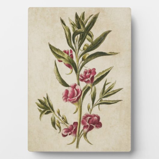 Vintager botanischer Floral Balsam Fotoplatte (Vorderseite)