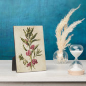 Vintager botanischer Floral Balsam Fotoplatte (Seite)