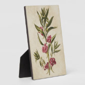 Vintager botanischer Floral Balsam Fotoplatte (Seite)