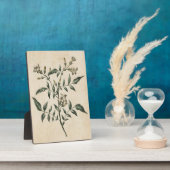 Vintager Botanischer Floral Jasmin Fotoplatte (Seite)