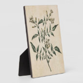 Vintager Botanischer Floral Jasmin Fotoplatte (Seite)