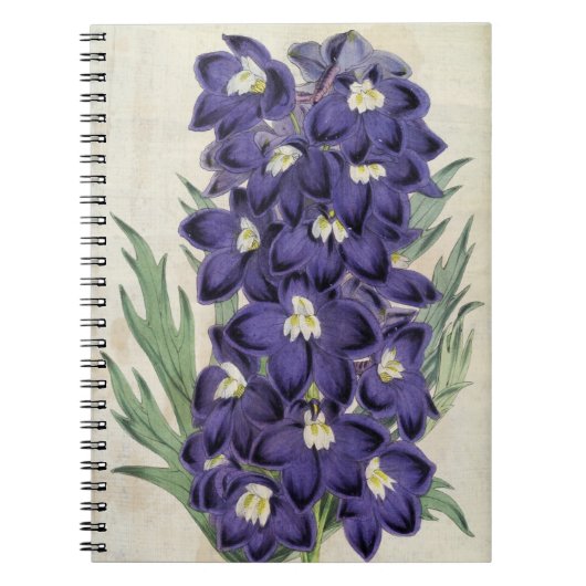 Vintager Botanischer Fraser's Bee Larkspur Notizblock (Vorderseite)