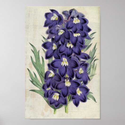 Vintager Botanischer Fraser's Bee Larkspur Poster (Vorne)