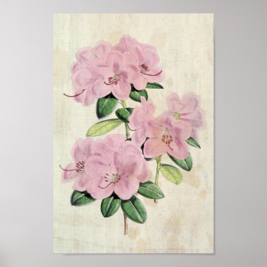 Vintager botanischer Frühflieger Rhododendron Poster (Vorne)