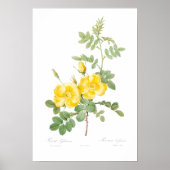 VINTAGER BOTANISCHER GELBROSE POSTER (Vorne)