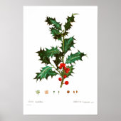 VINTAGER BOTANISCHER GEMEINSAMER HOLLY POSTER (Vorne)