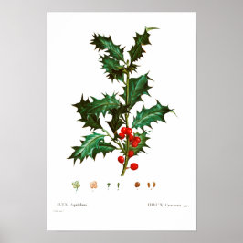 VINTAGER BOTANISCHER GEMEINSAMER HOLLY POSTER
