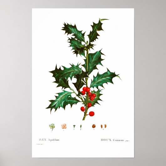 VINTAGER BOTANISCHER GEMEINSAMER HOLLY POSTER (Vorne)