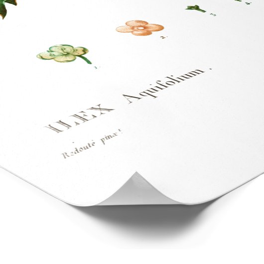 VINTAGER BOTANISCHER GEMEINSAMER HOLLY POSTER (Ecke)