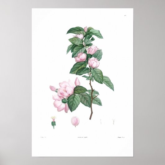VINTAGER BOTANISCHER GEMEINSAMER PINK BLUME POSTER (Vorne)