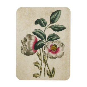 Vintager botanischer Helleborzauber Magnet