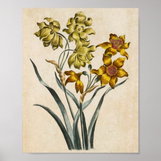 Vintager botanischer Jonquil Print Poster (Vorne)