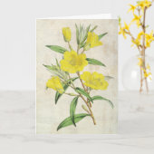 Vintager botanischer junger Abend Primrose Karte (Gelbe Blume)
