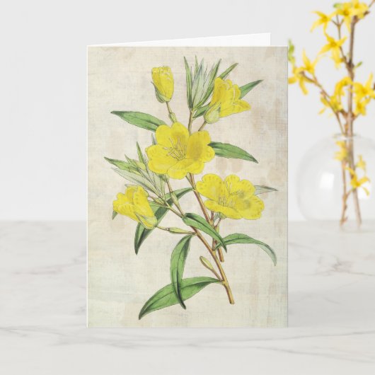 Vintager botanischer junger Abend Primrose Karte (Gelbe Blume)