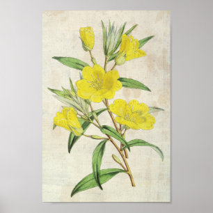 Vintager botanischer junger Abend Primrose Poster