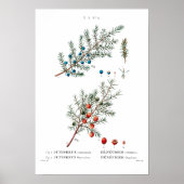 VINTAGER BOTANISCHER "JUNIPER" REDOUTÉ POSTER (Vorne)