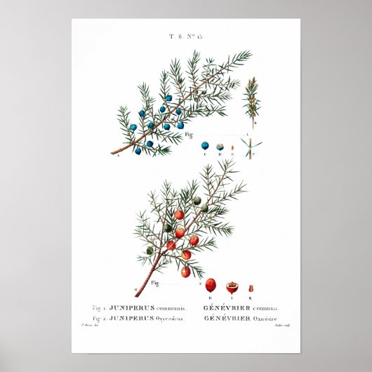VINTAGER BOTANISCHER "JUNIPER" REDOUTÉ POSTER (Vorne)